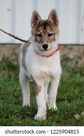 East Siberian Laika On A Walk