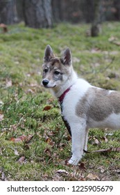 East Siberian Laika On A Walk