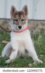 East Siberian Laika On A Walk