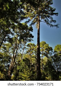 East Texas Canopy