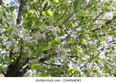 East Texas Ornamental Pear Tree In Spring