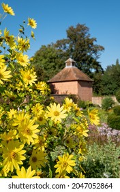 Eastcote UK. September 2021. Yellow Helianthus flowers at Eastcote House historic walled garden in the Borough of Hillingdon, London, UK. Dovecote in the distance.
