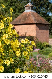 Eastcote UK. September 2021. Yellow Helianthus flowers at Eastcote House historic walled garden in the Borough of Hillingdon, London, UK. Dovecote in the distance.