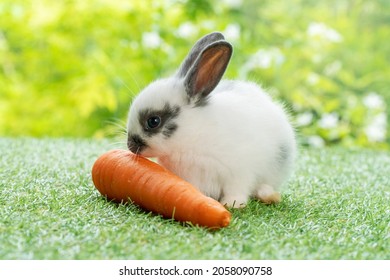 41,000 Bunny And Carrot Images, Stock Photos & Vectors | Shutterstock