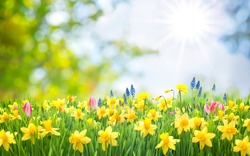 Easter Background With Beautiful Spring Flowers