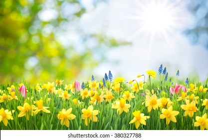 Easter background with beautiful spring flowers