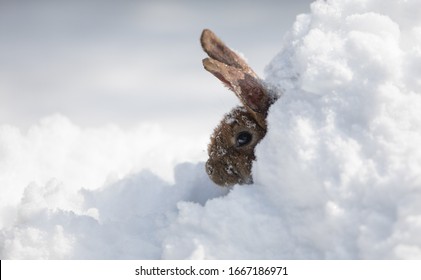 Easter Brown Bunny In The Snow