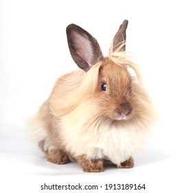 3,728,599 Small animals Images, Stock Photos & Vectors | Shutterstock