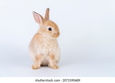 Easter bunny animal concept. Adorable newborn baby brown rabbit bunnies looking at something while sitting over isolated white background. - Powered by Shutterstock