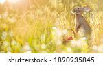 Easter bunny with a basket of eggs. Happy Easter Bunny on a card on their hind legs with flowers at sunset. Cute hare