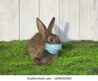 Easter Bunny With A Coronavirus Face Mask