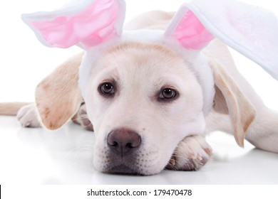 Easter Bunny Dog In Bunny Ears Closeup