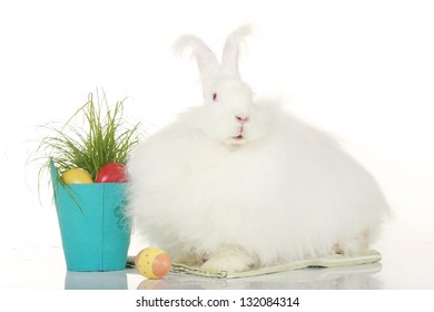 アンゴラウサギ の写真素材 画像 写真 Shutterstock