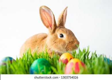 Easter bunny in green grass with painted eggs on white background