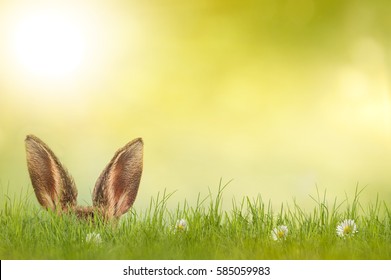 Easter bunny hiding in meadow - Powered by Shutterstock