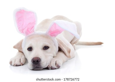 Easter Bunny Labrador Puppy Dog In Bunny Ears