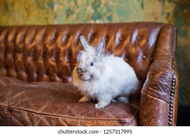 Easter Bunny On The Couch