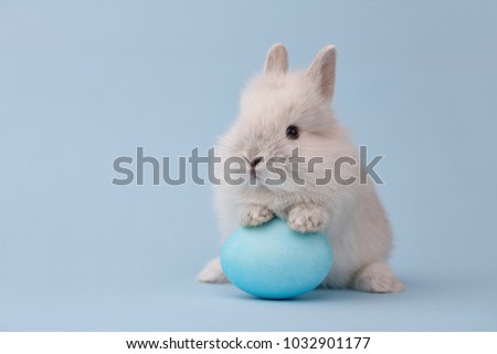 Easter bunny rabbit with blue painted egg on blue background. Easter holiday concept.
