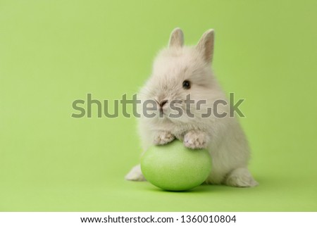 Easter bunny rabbit with green painted egg on green background. Easter holiday concept.