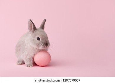 Easter Bunny Rabbit With Painted Egg On Pink Background. Easter Holiday Concept.