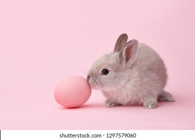 Easter bunny rabbit with painted egg on pink background. Easter holiday concept.