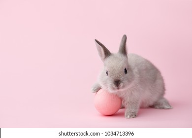 Easter bunny rabbit with pink painted egg on pink background. Easter holiday concept.