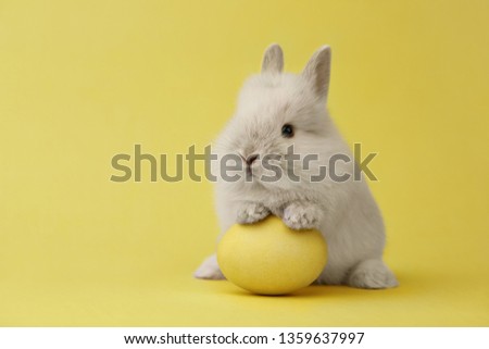 Easter bunny rabbit with yellow painted egg on yellow background. Easter holiday concept.