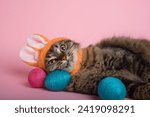 Easter Bunny. Tabby cat with bunny ears and easter eggs on pink background. Funny Easter background.