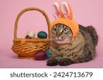 Easter Bunny. Tabby cat with bunny ears and easter eggs on pink background. Funny Easter background.