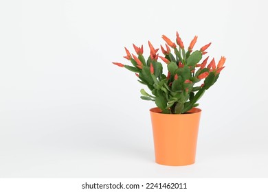 Easter cactus on white background