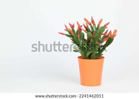 Easter cactus on white background
