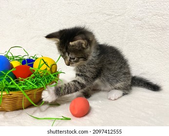 Easter cat, a curious little, funny kitten in a gray strip near a basket with colorful Easter eggs.  On a white, beige background
