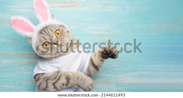 Easter cat with rabbit ears. Banner, Easter\
screensaver for design
