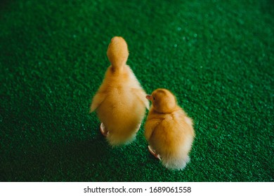 easter chicks in the grass