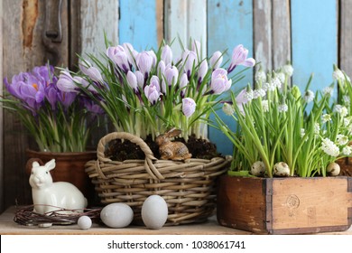 Easter composition with fresh crocus in round wicker basket, muscari in old wooden box, quail eggs, birch wreath white porcelain rabbit, stone eggs on aged wooden background, daylight, floral scene