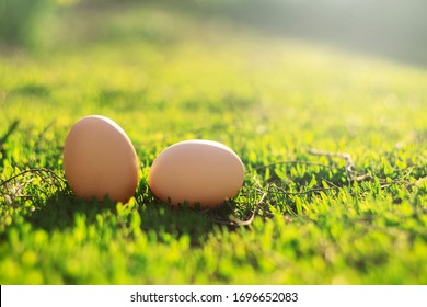 Easter concept with white eggs and green grass
