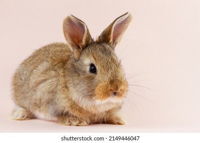 Easter cute brown fluffy rabbit close-up on a pastel pink background. Concept for the spring holiday of Easter. Domestic hare with mustache Easter holiday concept.