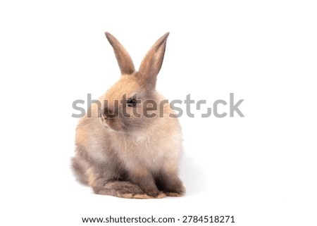 Easter Day Concept, rabbit cute furry brown isolated white pet mammal animal ears
