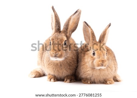 Easter Day Concept, rabbit pair brown rabbit fluffy animal isolated on white cute mammal pet animal wildlife furry ear small animal standing pose