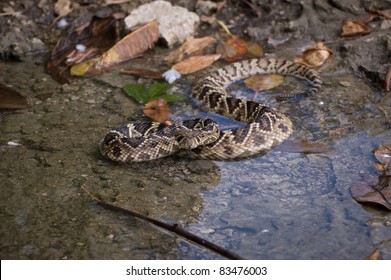 Easter Diamondback Rattlesnake