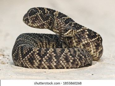 Easter Diamondback Rattlesnake Ready To Strike 