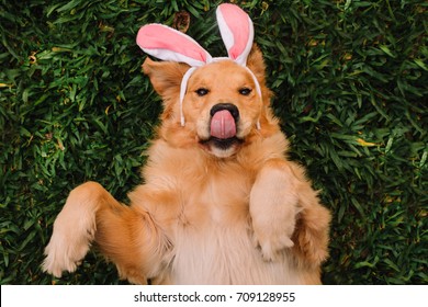 Easter dog inspiration