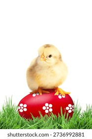 Easter egg and cute fluffy chick in green grass on white background