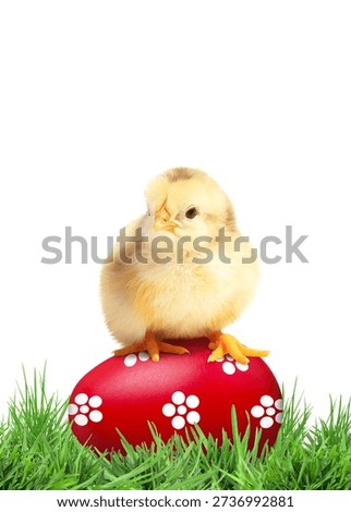 Easter egg and cute fluffy chick in green grass on white background
