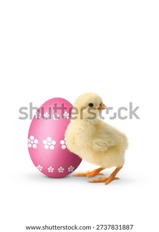 Easter egg and cute fluffy chick on white background