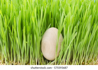 Easter Egg in green grass