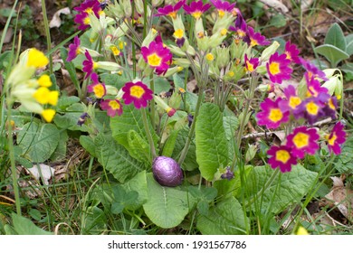 Easter Egg Hunt Hidden In Domestic Primrose Flowers For Children Surprise In Sustainable Backyard And Green Party, Outdoors