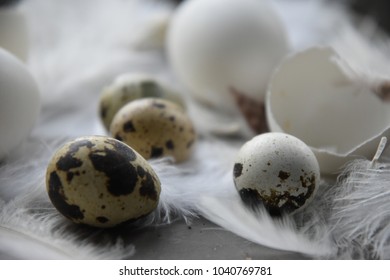 easter eggs ands feathers