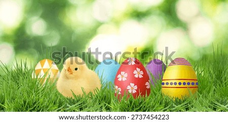 Easter eggs and cute fluffy chick in green grass outdoors