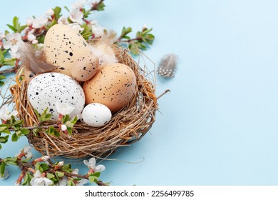 Easter eggs in nest and cherry blossom. Chicken and quail eggs. Spring greeting card with copy space